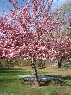 2011 Spring Scenery Walk - Riverside Park 27